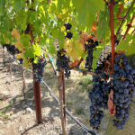 Wine Trails In Verde Valley!