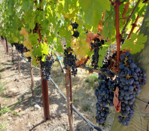 Wine Trails In Verde Valley